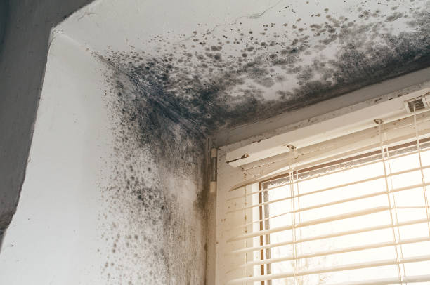 Affordable Black Mold Remediation solutions in Bellmore, NY